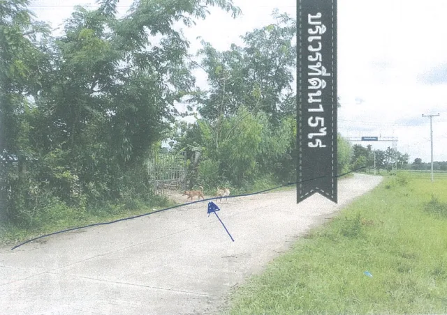 ขายทอดตลาด ที่ดินว่างเปล่า ต.เมืองโพธิ์ อ.ห้วยราช จ.บุรีรัมย์