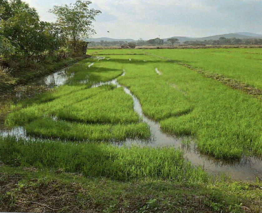 ขายทอดตลาด ที่ดินว่างเปล่า ต.ดงเจน อ.ภูกามยาว จ.พะเยา