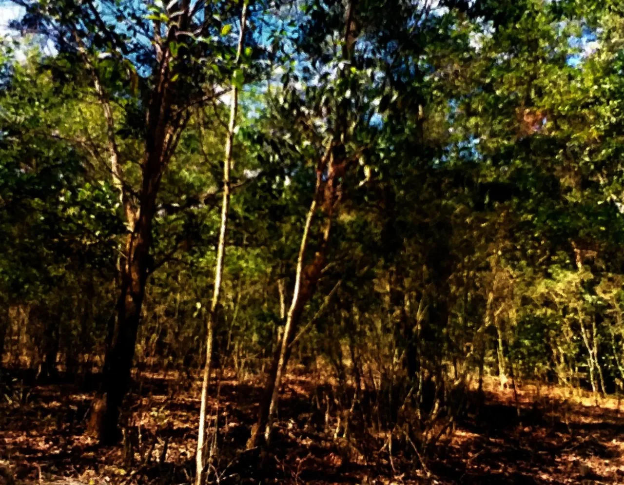 ขายทอดตลาด ที่ดินว่างเปล่า ต.บ่อทอง อ.หนองจิก จ.ปัตตานี