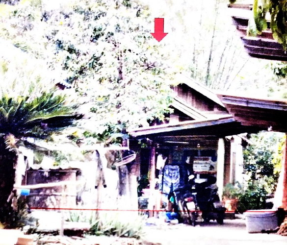 ขายทอดตลาด ที่ดินพร้อมสิ่งปลูกสร้าง ต.แม่ปืม อ.เมืองพะเยา จ.พะเยา