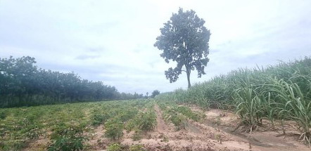 ขายทอดตลาด ที่ดินว่างเปล่า ต.แจนแลน อ.กุฉินารายณ์ จ.กาฬสินธุ์