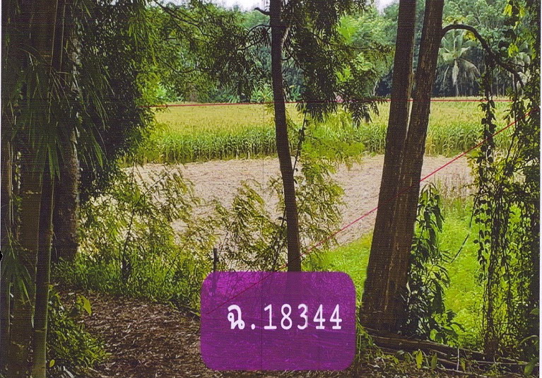 ขายทอดตลาด ที่ดินว่างเปล่า ต.ออย อ.ปง จ.พะเยา