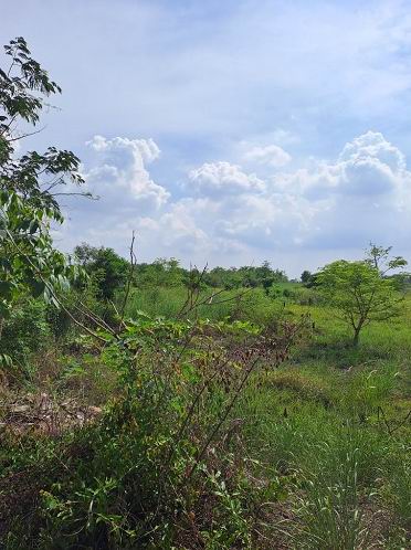 ขายทอดตลาด ที่ดินว่างเปล่า ต.โคกม่วง อ.ภาชี(อุทัยใหญ่) จ.พระนครศรีอยุธยา