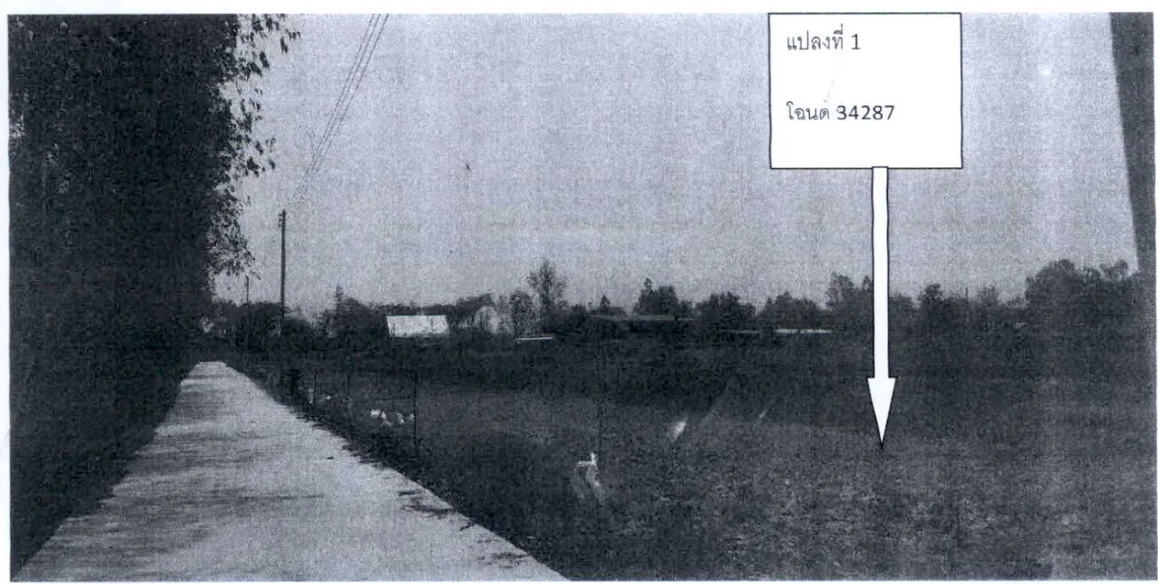 ขายทอดตลาด ที่ดินว่างเปล่า ต.หนองชุมพลเหนือ อ.เขาย้อย จ.เพชรบุรี
