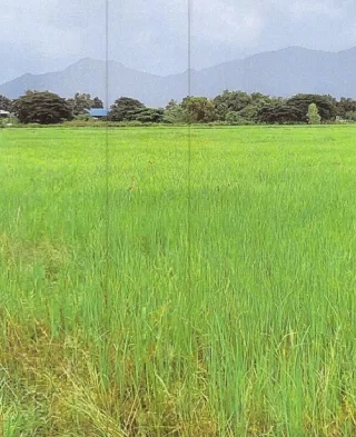รูปทรัพย์ 1