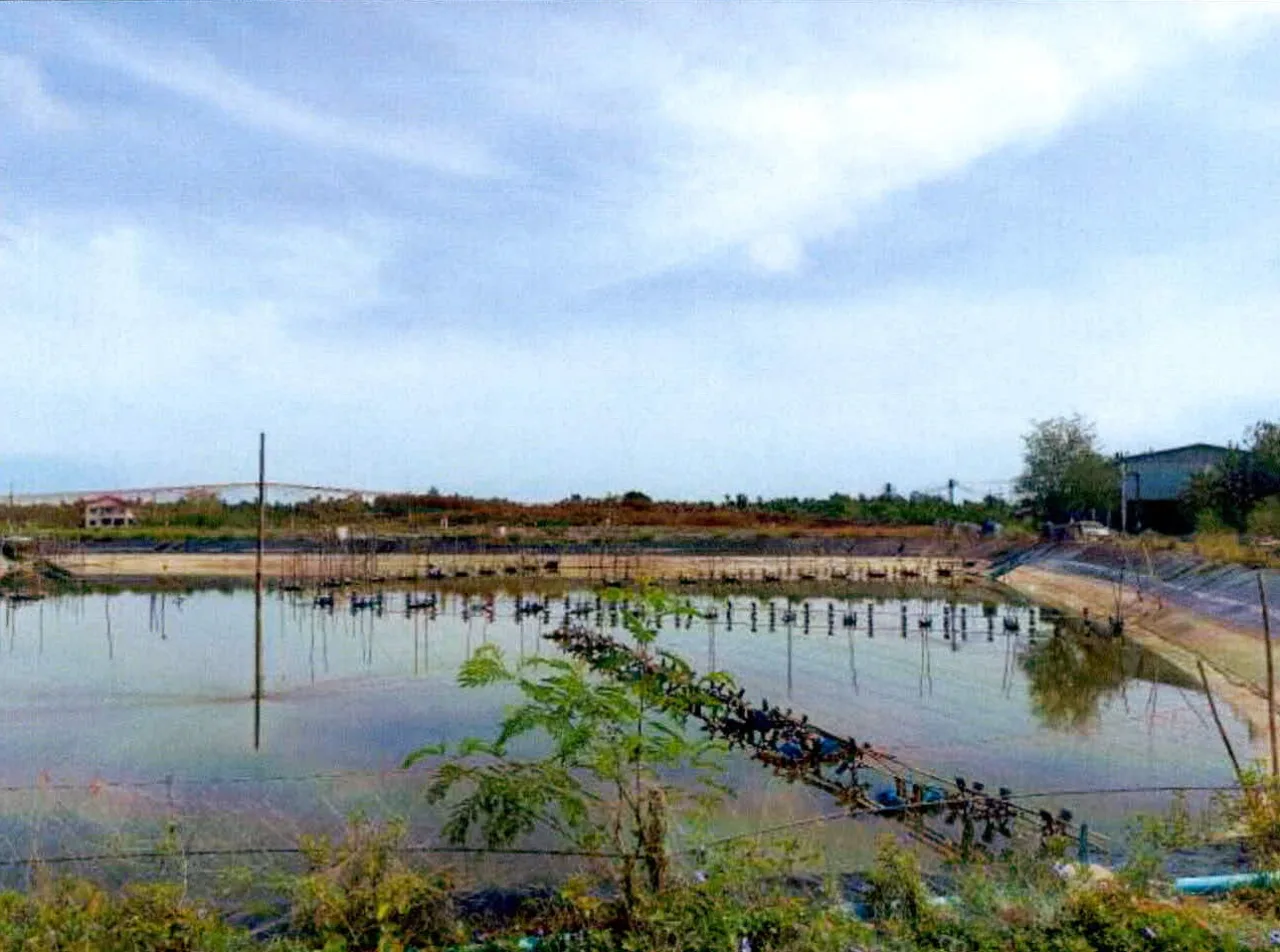 ขายทอดตลาด ที่ดินพร้อมสิ่งปลูกสร้าง ต.ท่ากำชำ อ.หนองจิก จ.ปัตตานี