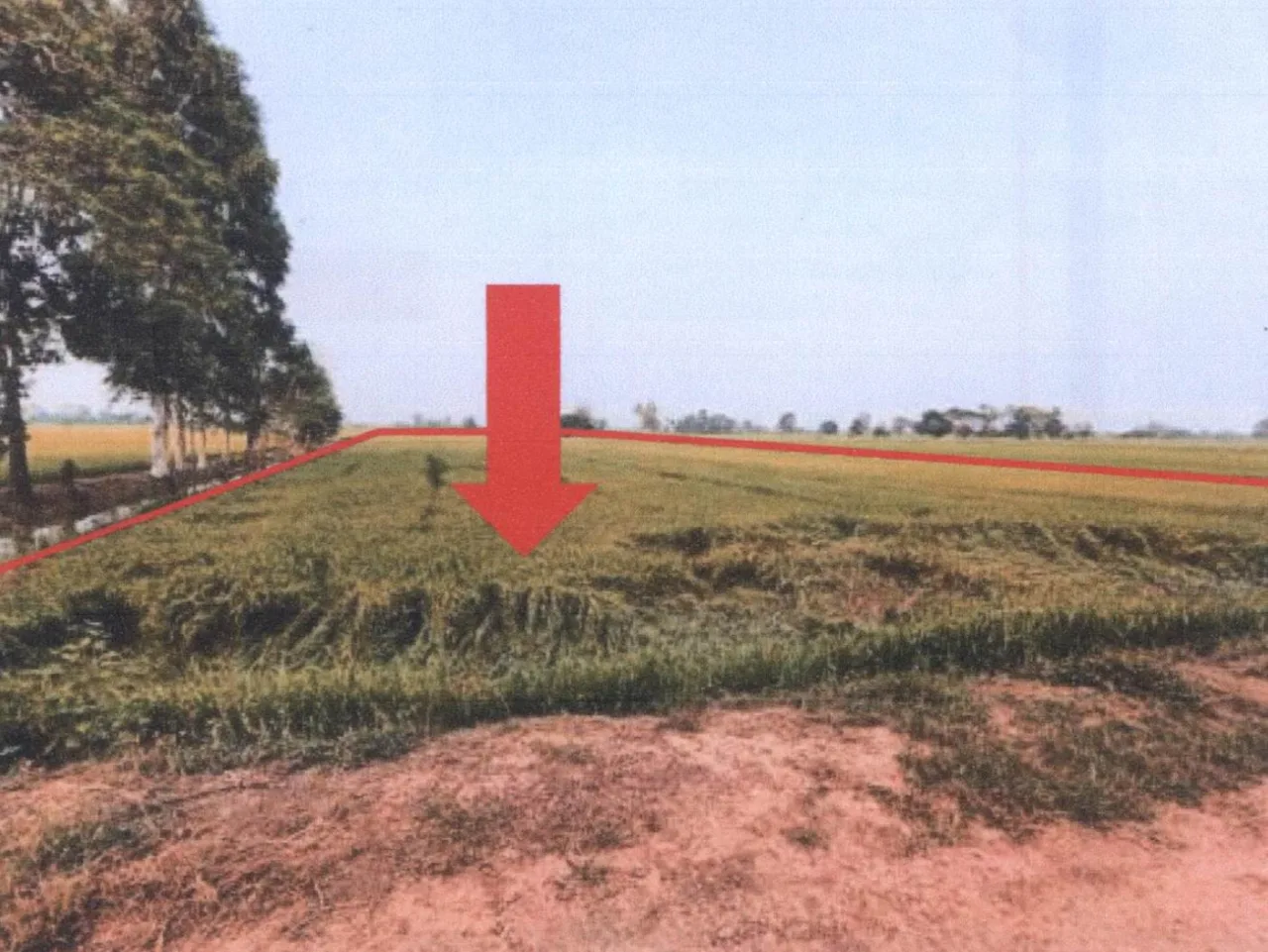 ขายทอดตลาด ที่ดินว่างเปล่า ต.พรหมพิราม อ.พรหมพิราม จ.พิษณุโลก