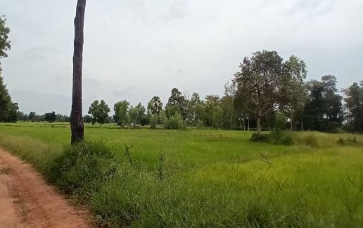 ขายทอดตลาด ที่ดินว่างเปล่า ต.ศรีสุข อ.กันทรวิชัย จ.มหาสารคาม