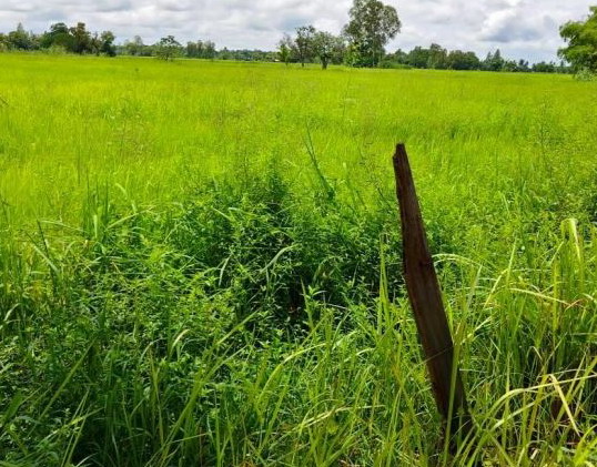 ขายทอดตลาด ที่ดินว่างเปล่า ต.ศรีสุข อ.กันทรวิชัย จ.มหาสารคาม
