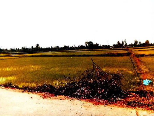ขายทอดตลาด ที่ดินว่างเปล่า ต.เขวา อ.เมืองมหาสารคาม จ.มหาสารคาม