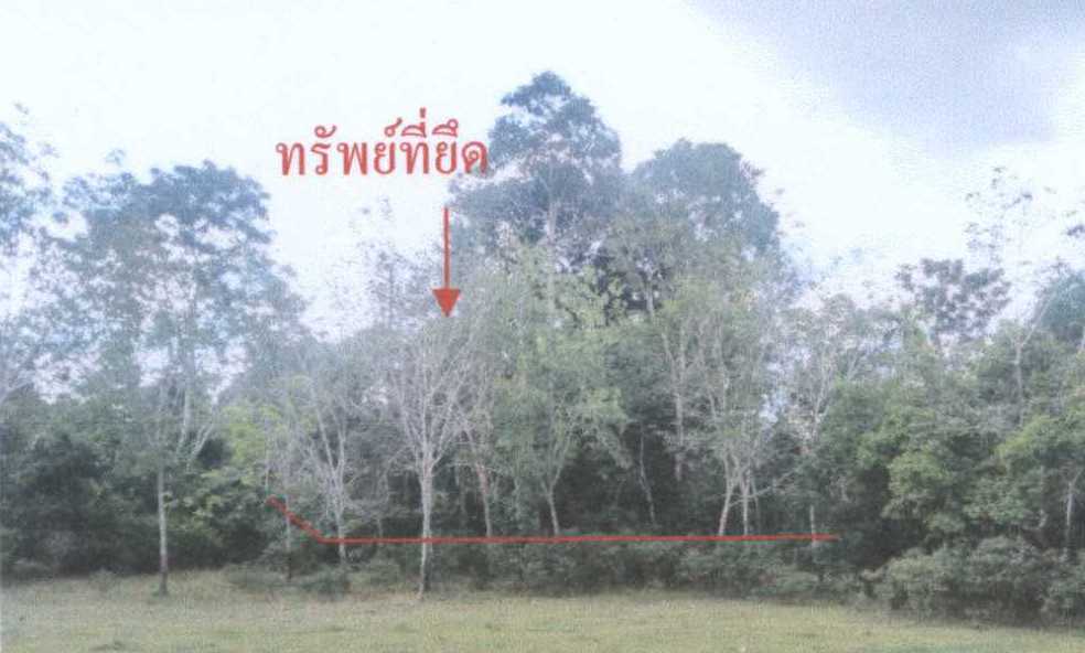 ขายทอดตลาด ที่ดินว่างเปล่า ต.ปากู อ.ทุ่งยางแดง จ.ปัตตานี