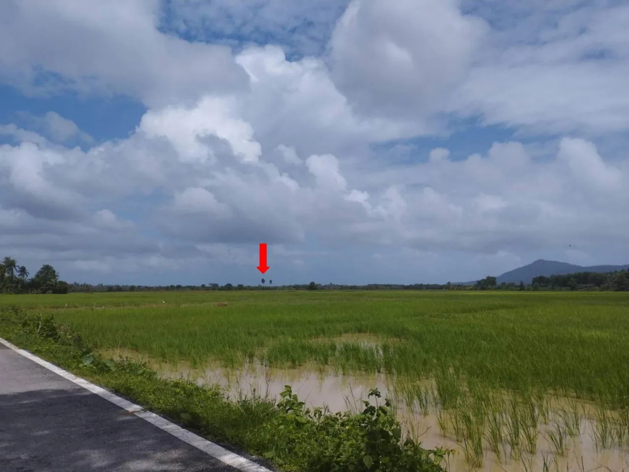 ขายทอดตลาด ที่ดินว่างเปล่า ต.ชุมแสงสงคราม อ.บางระกำ จ.พิษณุโลก