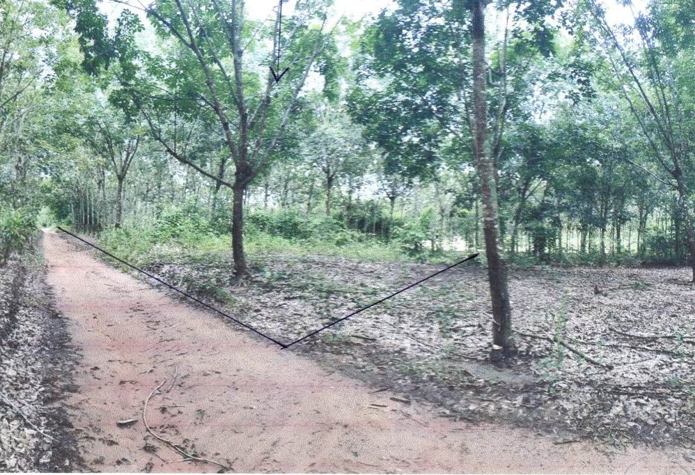 ขายทอดตลาด ที่ดินว่างเปล่า ต.หนองกะท้าว อ.นครไทย จ.พิษณุโลก