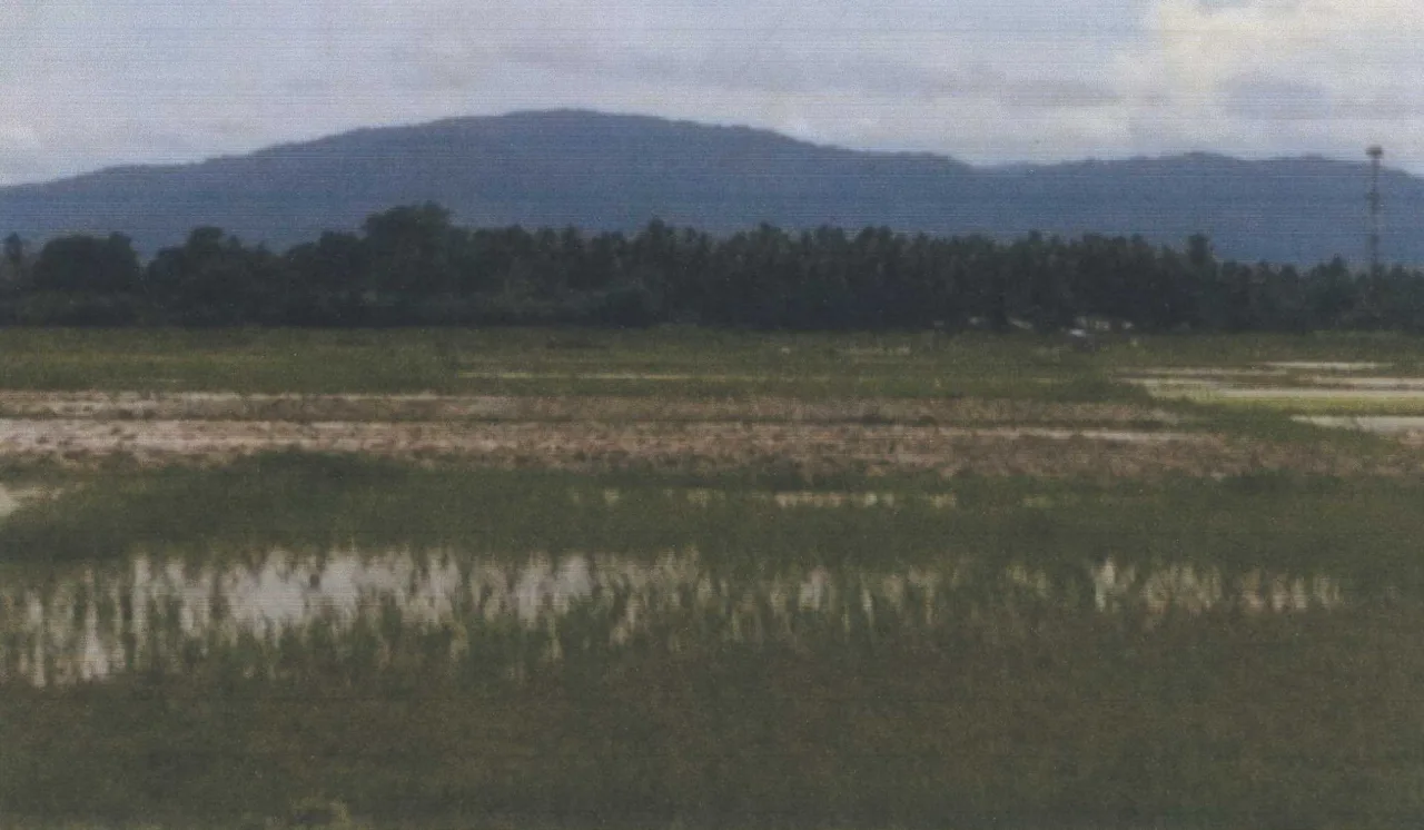 ขายทอดตลาด ที่ดินว่างเปล่า ต.เตราะบอน อ.สายบุรี จ.ปัตตานี