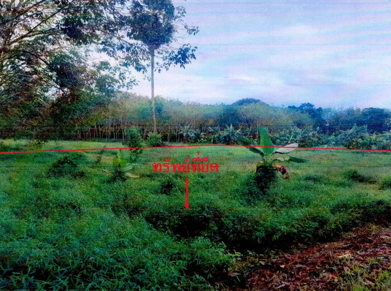 ขายทอดตลาด ที่ดินว่างเปล่า ต.แม่ลาน อ.แม่ลาน จ.ปัตตานี