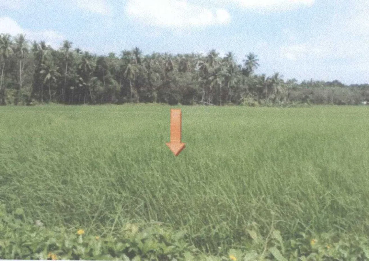 ขายทอดตลาด ที่ดินว่างเปล่า ต.บือเระ อ.สายบุรี จ.ปัตตานี