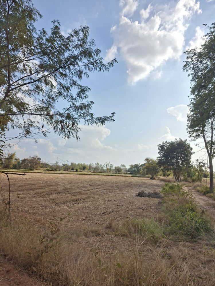ขายทอดตลาด ที่ดินว่างเปล่า ต.ลาดพัฒนา อ.เมืองมหาสารคาม จ.มหาสารคาม