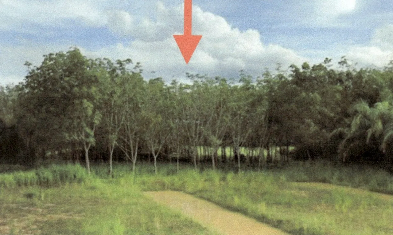 ขายทอดตลาด ที่ดินว่างเปล่า ต.ป่าบอน อ.โคกโพธิ์ จ.ปัตตานี