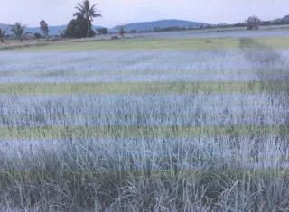 รูปทรัพย์ 2