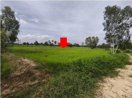 ขายทอดตลาด ที่ดินว่างเปล่า ต.เชียงเครือ อ.เมืองกาฬสินธุ์ จ.กาฬสินธุ์