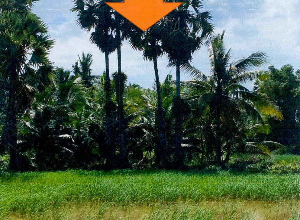 ขายทอดตลาด ที่ดินว่างเปล่า ต.หนองแรต อ.ยะหริ่ง จ.ปัตตานี