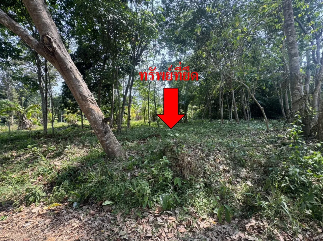 ขายทอดตลาด ที่ดินว่างเปล่า ต.ยะรัง อ.ยะรัง จ.ปัตตานี