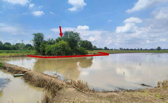 ขายทอดตลาด ที่ดินว่างเปล่า ต.หนองธง อ.ป่าบอน จ.พัทลุง