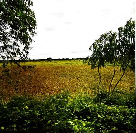 ขายทอดตลาด ที่ดินว่างเปล่า ต.หลุบ อ.เมืองกาฬสินธุ์ จ.กาฬสินธุ์