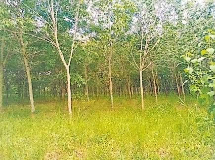 ขายทอดตลาด ที่ดินว่างเปล่า ต.บึงวิชัย อ.เมืองกาฬสินธุ์ จ.กาฬสินธุ์