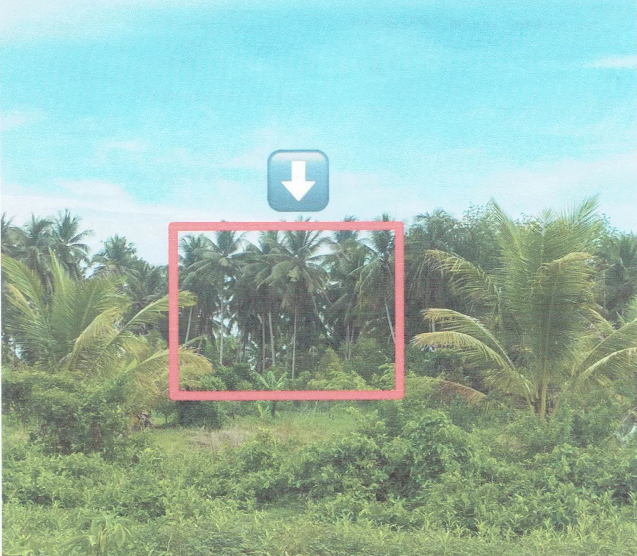 ขายทอดตลาด ที่ดินว่างเปล่า ต.ตันหยงจึงงา อ.ยะหริ่ง จ.ปัตตานี