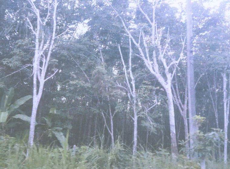 ขายทอดตลาด ที่ดินว่างเปล่า ต.ปกาสัย อ.เหนือคลอง จ.กระบี่