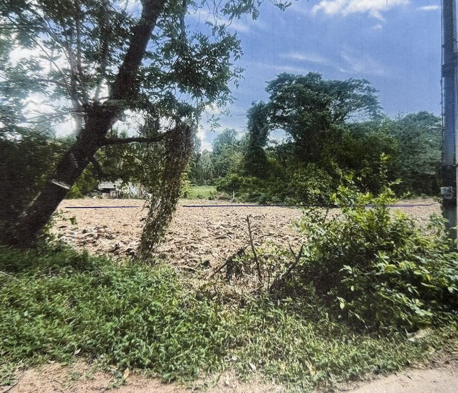ขายทอดตลาด ที่ดินว่างเปล่า ต.พรหมพิราม อ.พรหมพิราม จ.พิษณุโลก