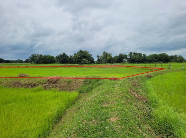 ขายทอดตลาด ที่ดินว่างเปล่า ต.ดงใหญ่ อ.วาปีปทุม จ.มหาสารคาม