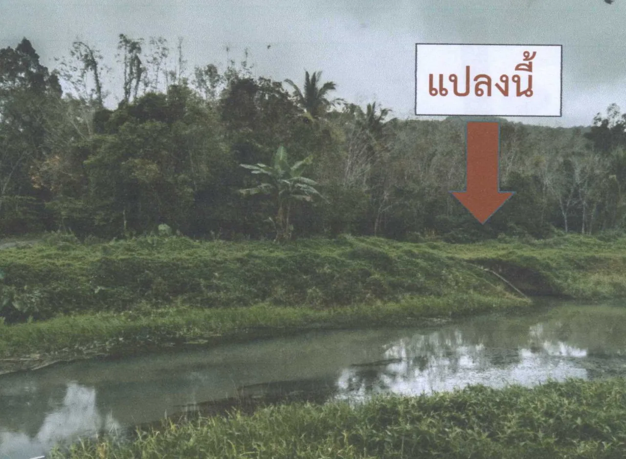 ขายทอดตลาด ที่ดินว่างเปล่า ต.ลุโบะยิไร อ.มายอ จ.ปัตตานี