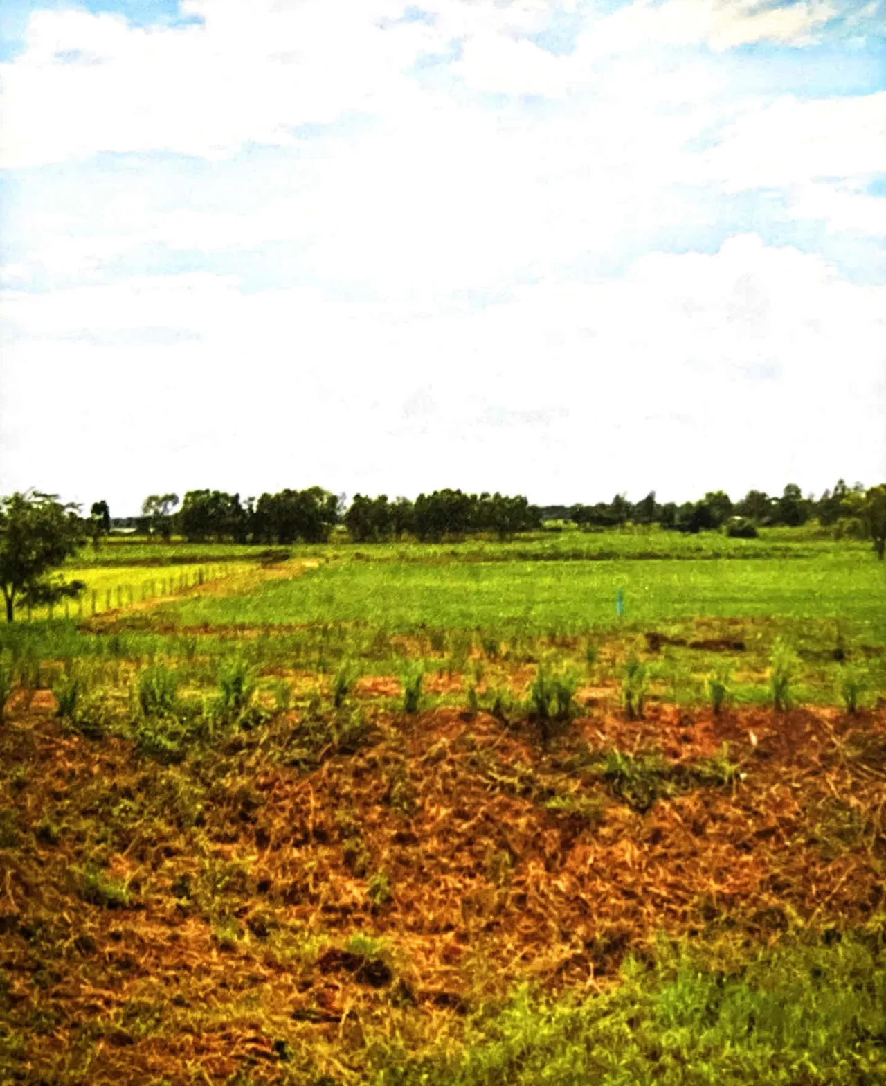 ขายทอดตลาด ที่ดินว่างเปล่า ต.โพนงาม อ.โกสุมพิสัย จ.มหาสารคาม
