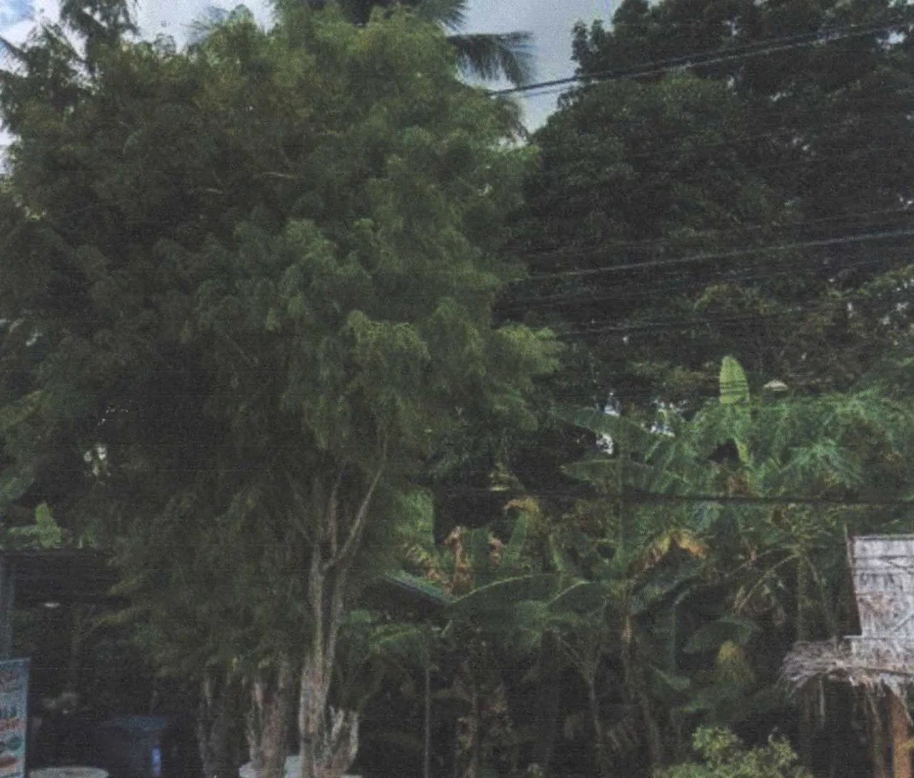 ขายทอดตลาด ที่ดินว่างเปล่า ต.มะนังยง อ.ยะหริ่ง จ.ปัตตานี