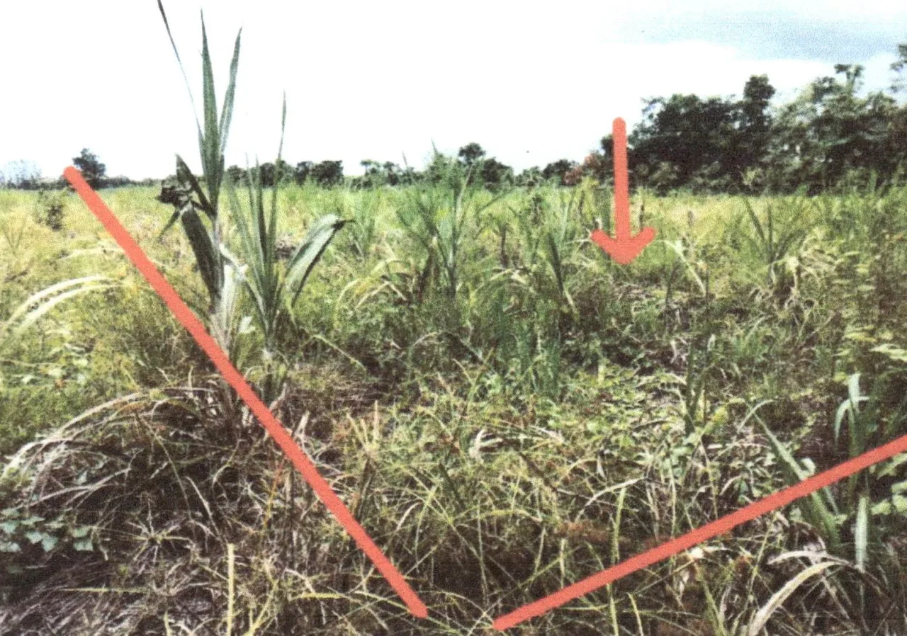 ขายทอดตลาด ที่ดินว่างเปล่า ต.หนองกุลา อ.บางระกำ จ.พิษณุโลก