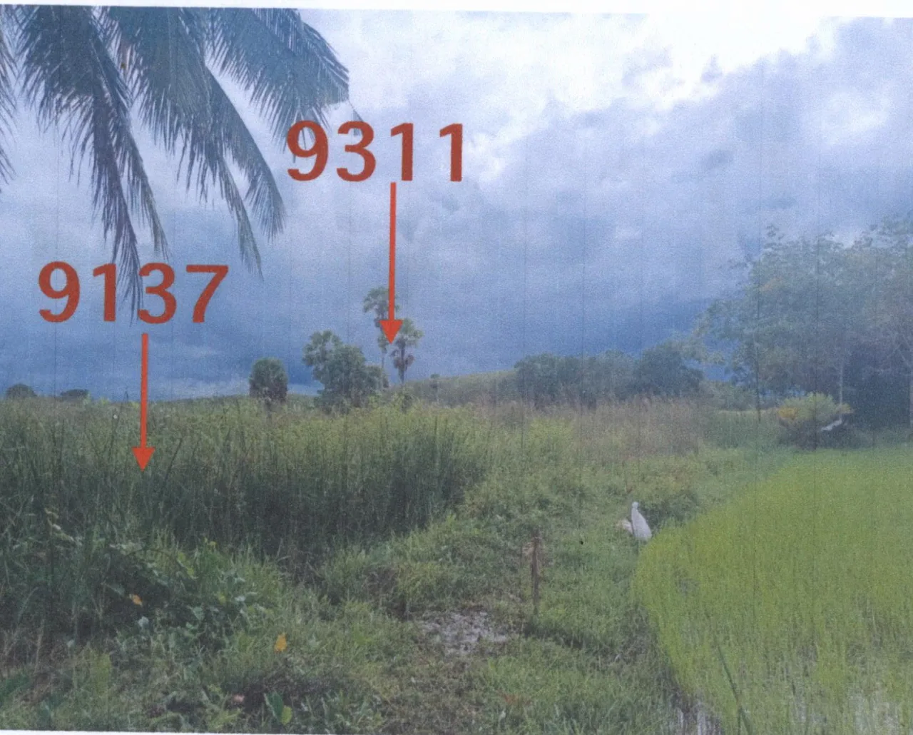 ขายทอดตลาด ที่ดินว่างเปล่า ต.จองถนน อ.เขาชัยสน จ.พัทลุง
