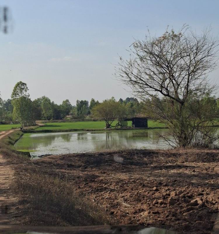 ขายทอดตลาด ที่ดินว่างเปล่า ต.เหล่า อ.โกสุมพิสัย จ.มหาสารคาม