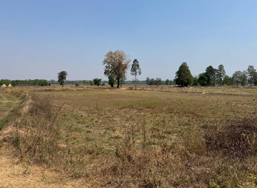 ขายทอดตลาด ที่ดินว่างเปล่า ต.หนองบัว อ.พยัคฆภูมิพิสัย จ.มหาสารคาม