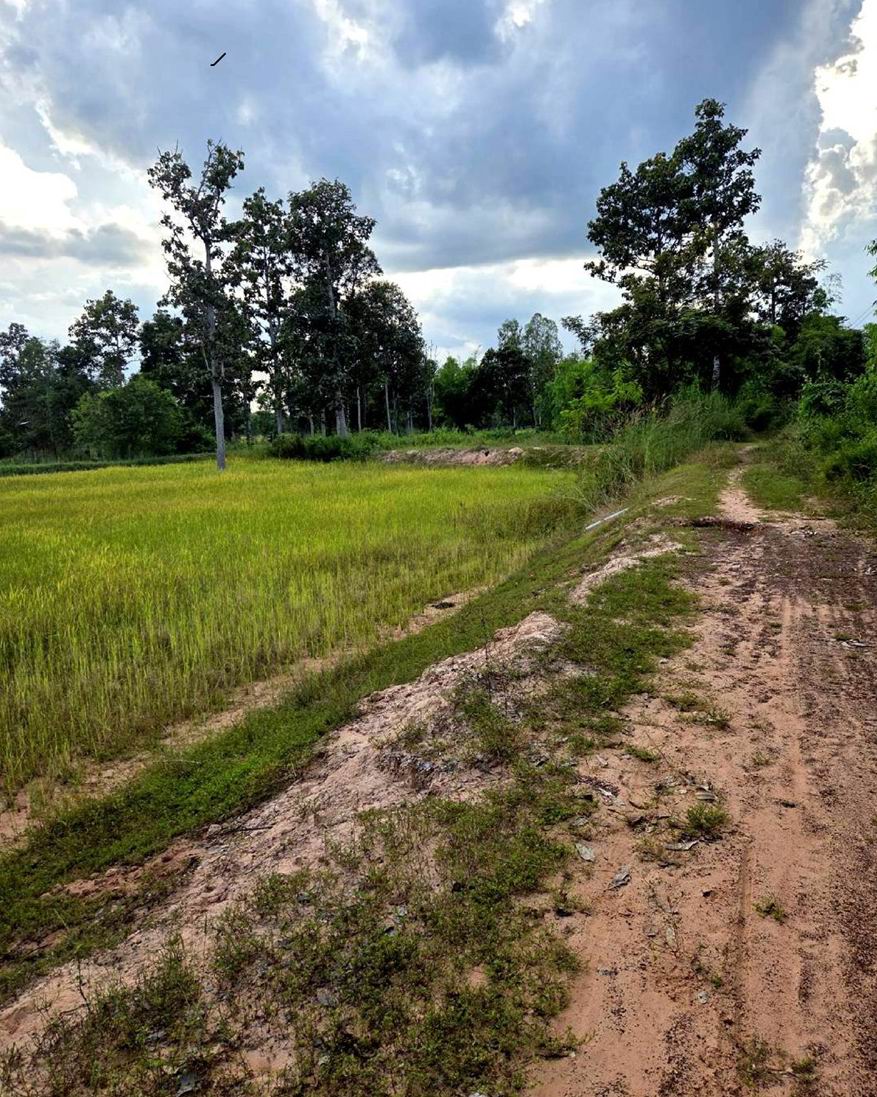 ขายทอดตลาด ที่ดินว่างเปล่า ต.งัวบา อ.วาปีปทุม จ.มหาสารคาม