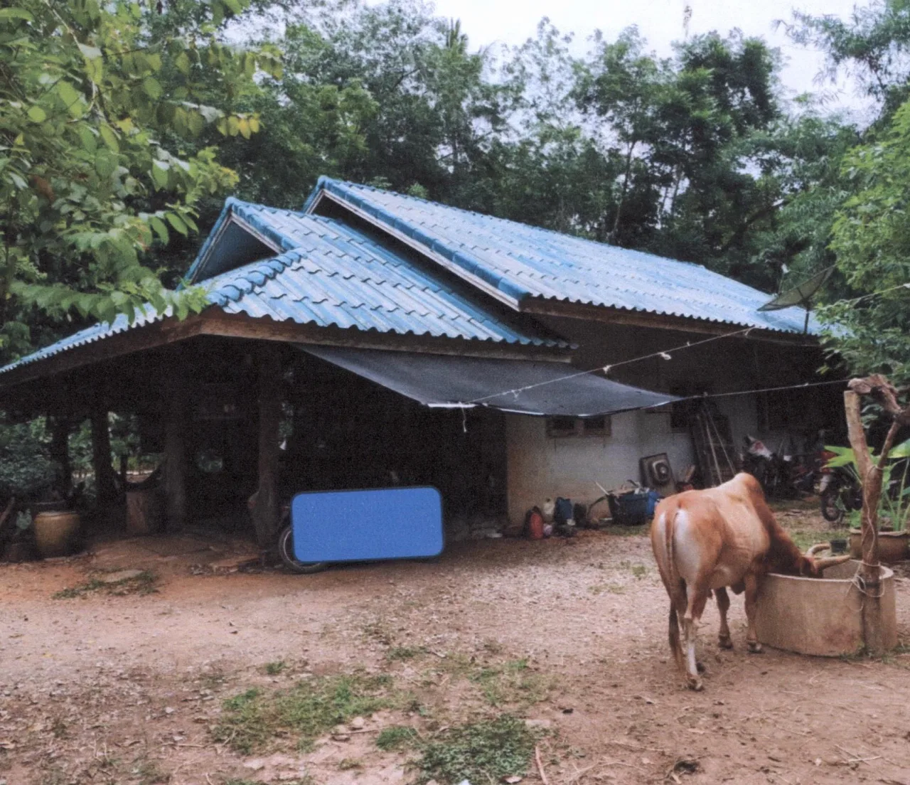 ขายทอดตลาด ที่ดินพร้อมสิ่งปลูกสร้าง ต.พนางตุง อ.ควนขนุน จ.พัทลุง