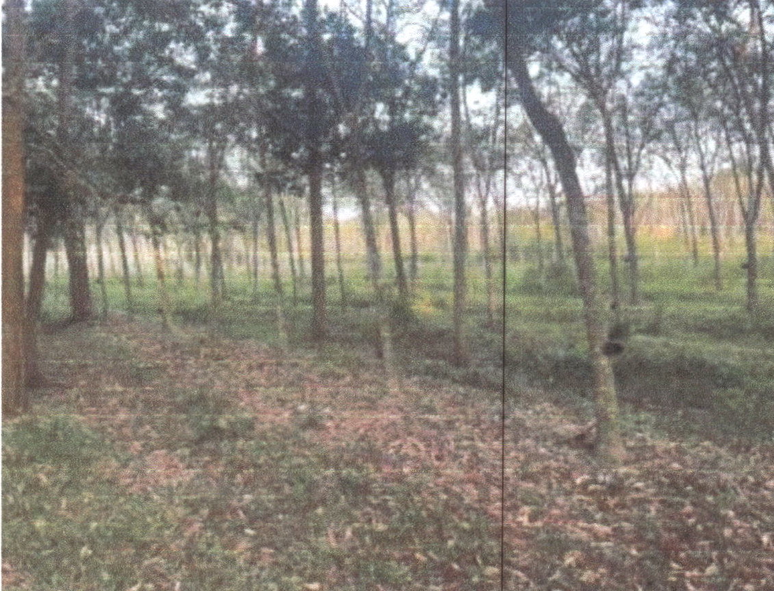 ขายทอดตลาด ที่ดินว่างเปล่า ต.วอแก้ว อ.ห้างฉัตร จ.ลำปาง