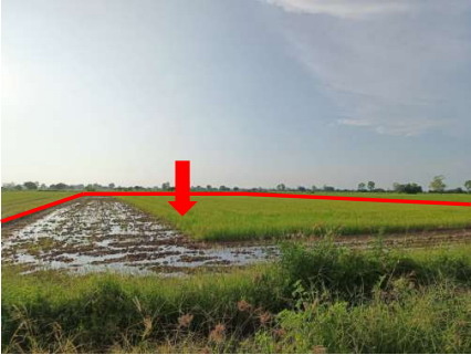 ขายทอดตลาด ที่ดินว่างเปล่า ต.มะตูม อ.พรหมพิราม จ.พิษณุโลก