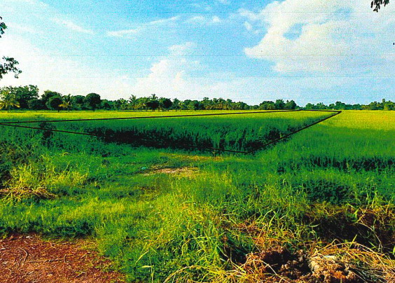 ขายทอดตลาด ที่ดินว่างเปล่า ต.วัดพริก อ.เมืองพิษณุโลก จ.พิษณุโลก
