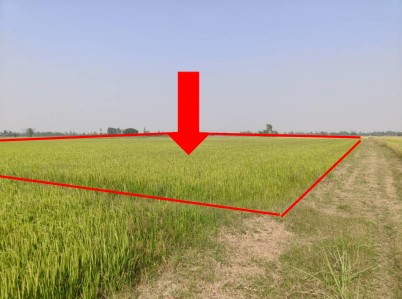 ขายทอดตลาด ที่ดินว่างเปล่า ต.วังวน อ.พรหมพิราม จ.พิษณุโลก