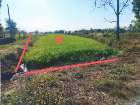 ขายทอดตลาด ที่ดินว่างเปล่า จ.พิษณุโลก