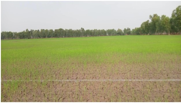 ขายทอดตลาด ที่ดินว่างเปล่า ต.พรหมพิราม อ.พรหมพิราม จ.พิษณุโลก