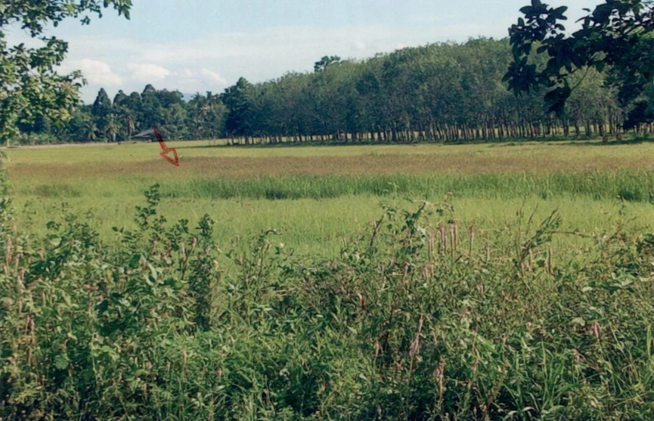 ขายทอดตลาด ที่ดินว่างเปล่า จ.พัทลุง