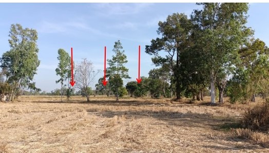 ขายทอดตลาด ที่ดินว่างเปล่า ต.สามัคคี อ.ร่องคำ จ.กาฬสินธุ์